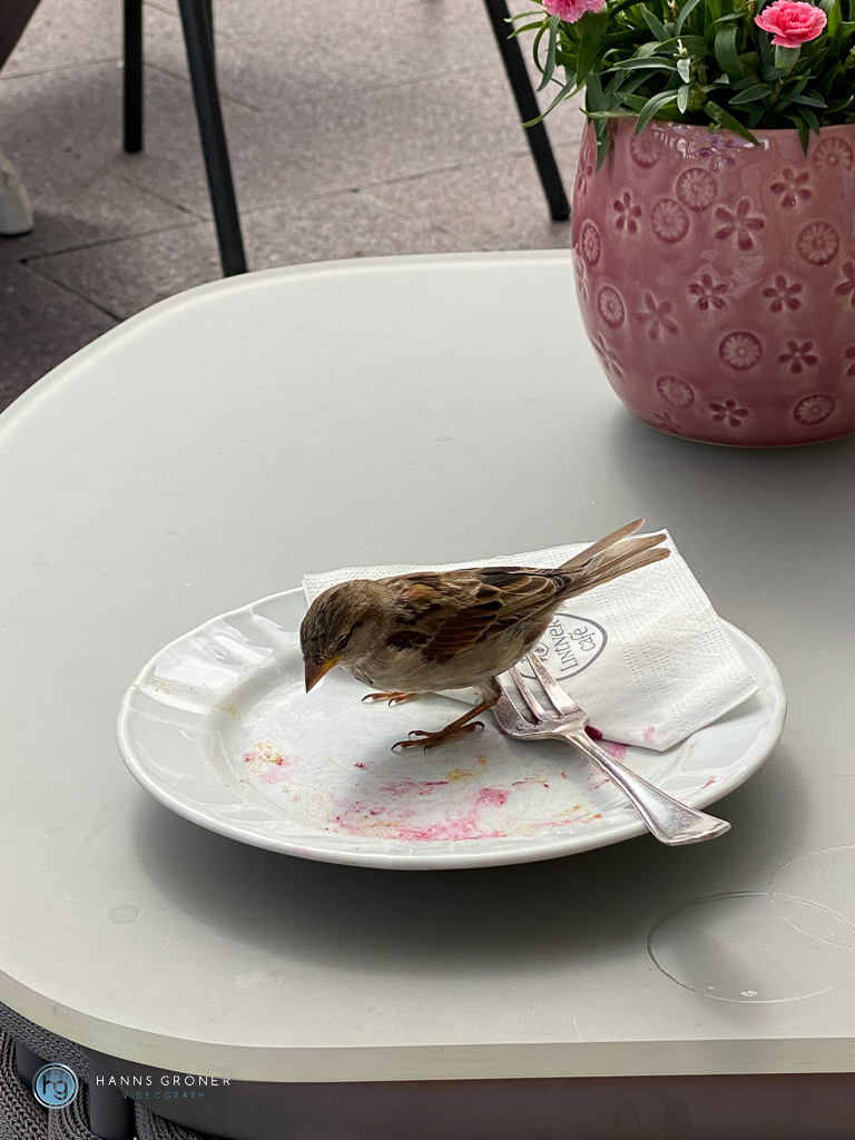 Bozen & Oberbozen 2022 (Foto: Hanns Gröner)