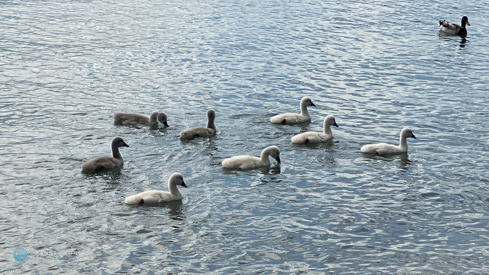 Lazise im Mai 2025 (Foto: Hanns Gröner)